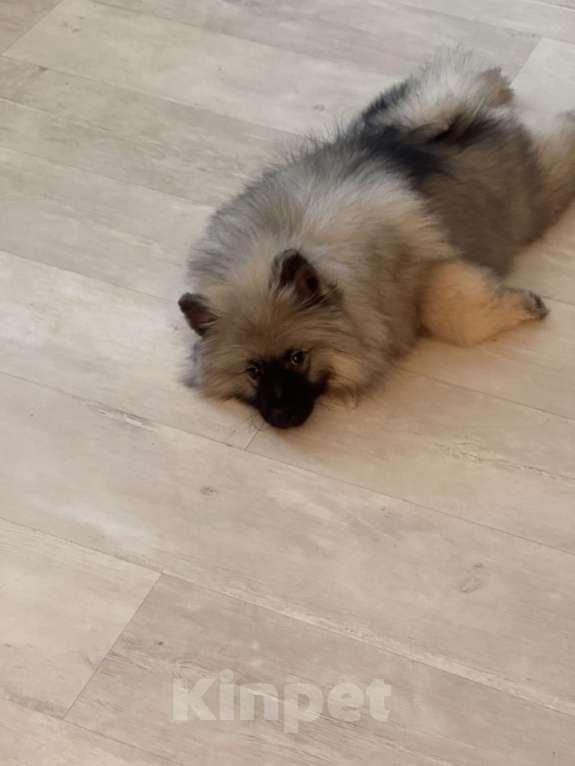 Собаки в Москве: Вольфшпиц КЕЕСХОНД Девочка, 100 000 руб. - фото 3