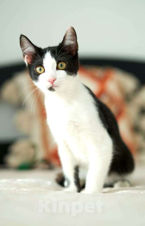 Кошки в Москве: котенок Котя ищет свою семью  Мальчик, Бесплатно - фото 2