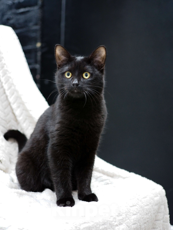 Кошки в Москве: Нежный и ласковый котёнок в добрые руки  Мальчик, Бесплатно - фото 6