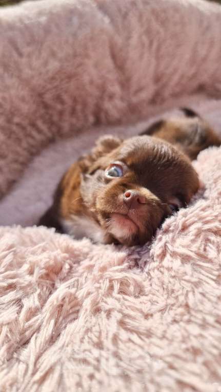 Собаки в Наро-Фоминске: Щенок чихуахуа шоко девочка Девочка, 100 000 руб. - фото 2