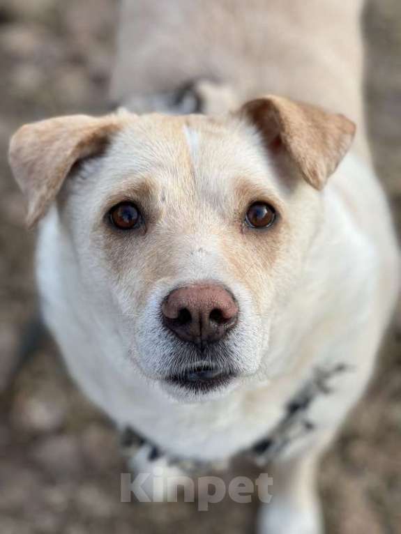 Собаки в Москве: Белый коротколапик Тако в добрые руки Мальчик, 1 руб. - фото 2