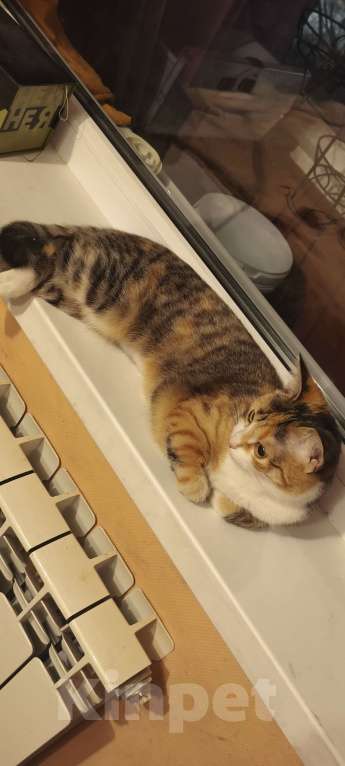 Кошки в Екатеринбурге: Ищем дом Девочка, Бесплатно - фото 1