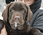 Собаки в Москве: Мальчик шоколадный  Мальчик, 80 000 руб. - фото 4