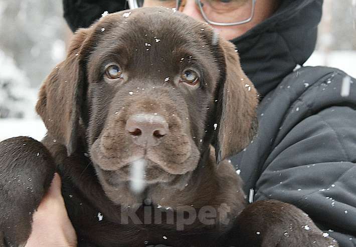 Собаки в Москве: Мальчик шоколадный  Мальчик, 80 000 руб. - фото 4