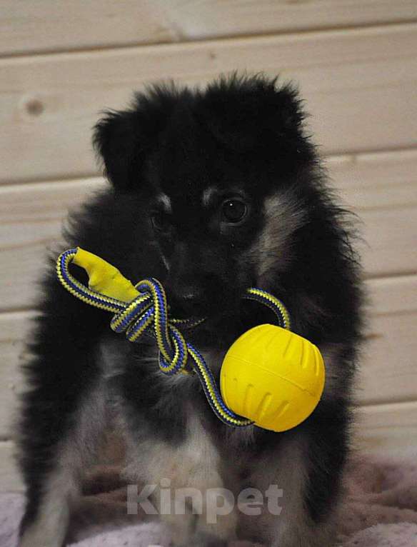 Собаки в Лосином-Петровском: Якутята из ледяного подъзда Девочка, Бесплатно - фото 6