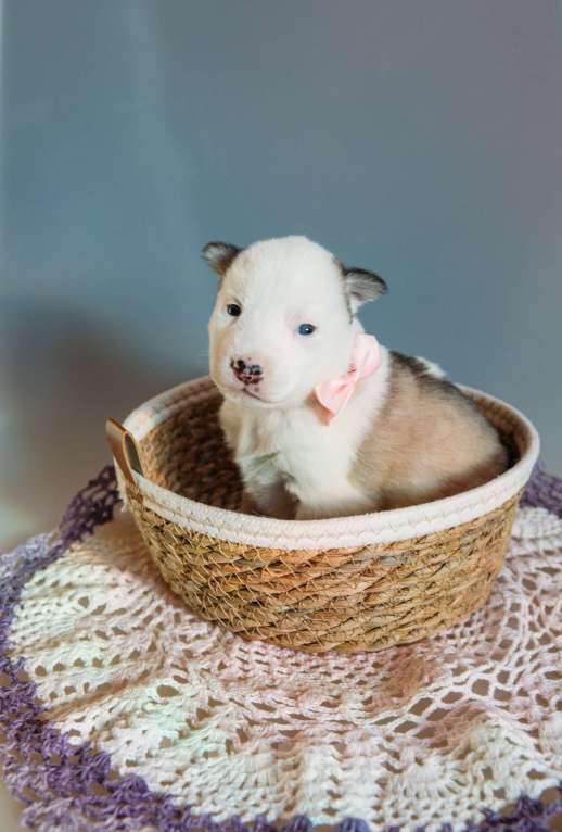 Собаки в Раменском: Белка  Девочка, 50 000 руб. - фото 1