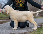 Собаки в других городах Липецкой области: Щенок лабрадора Холлабвууд'с Рокфеллер Мальчик, 120 000 руб. - фото 7