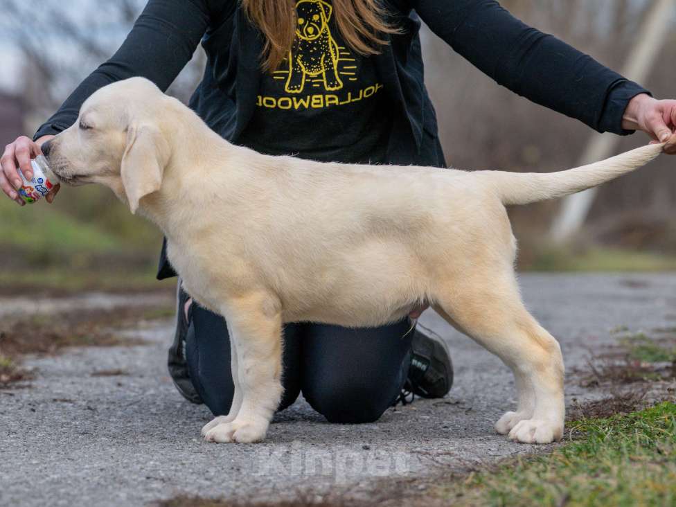 Собаки в других городах Липецкой области: Щенок лабрадора Холлабвууд'с Рокфеллер Мальчик, 120 000 руб. - фото 7