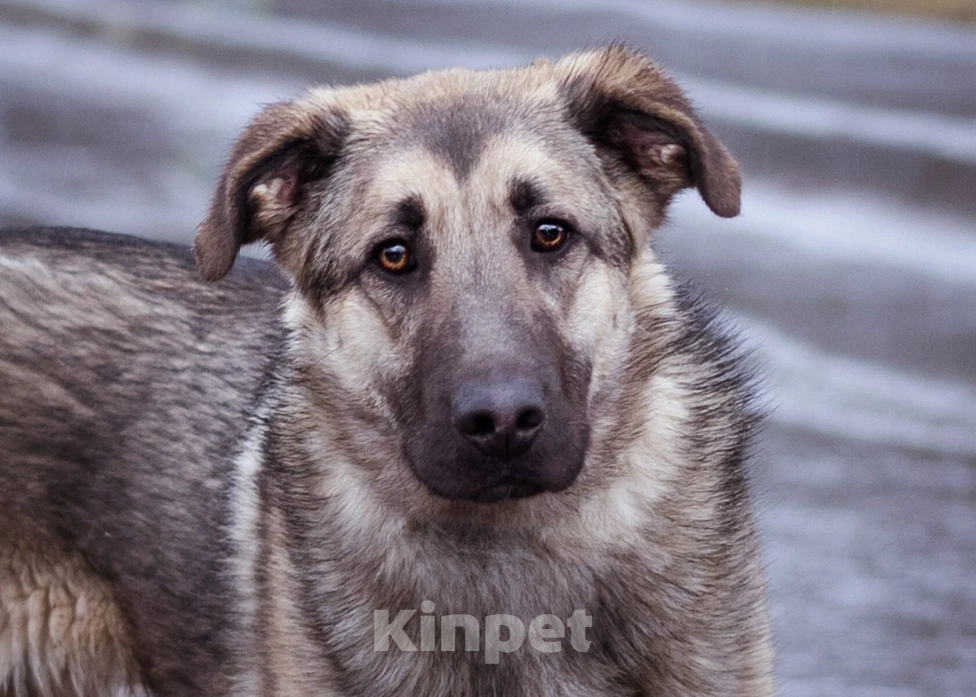 Собаки в Москве: Додж ищет семью Мальчик, Бесплатно - фото 2