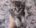 Кошки в Сочи: Шотландский прямоухий котёнок Мальчик, 10 000 руб. - фото 1