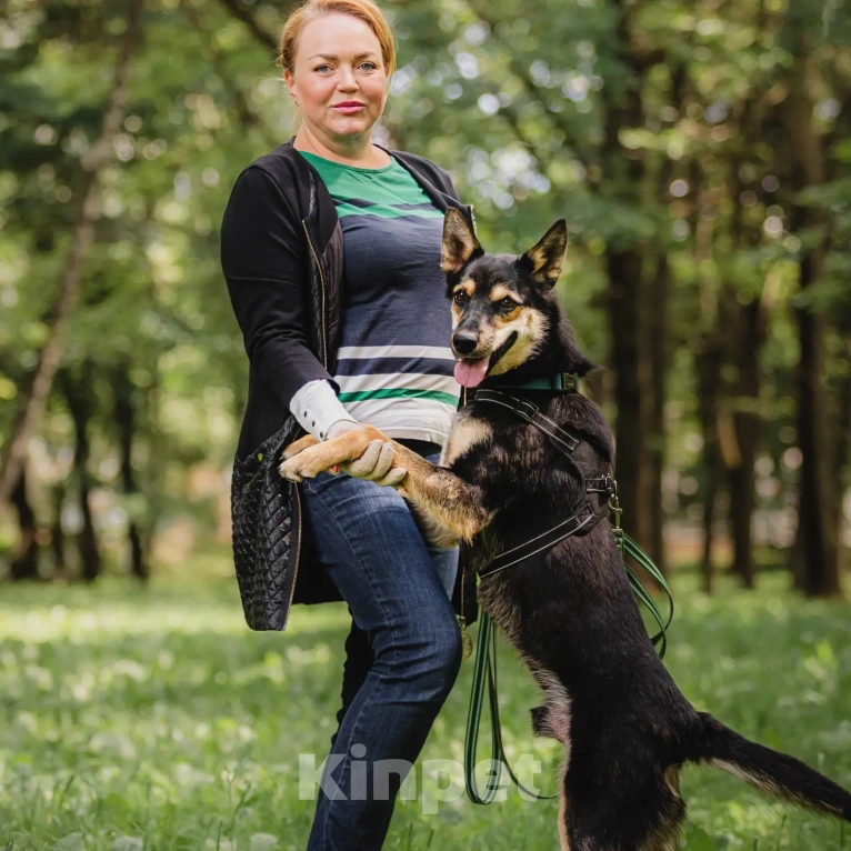 Собаки в Москве: Ласковый и волевой обнимака Чейз не может без человека, слишком для него это тяжело... Мальчик, Бесплатно - фото 5