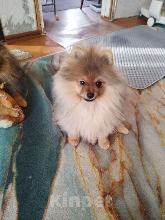 Собаки в Дзержинском: Щенок малого немецкого шпица Мальчик, 37 000 руб. - фото 1