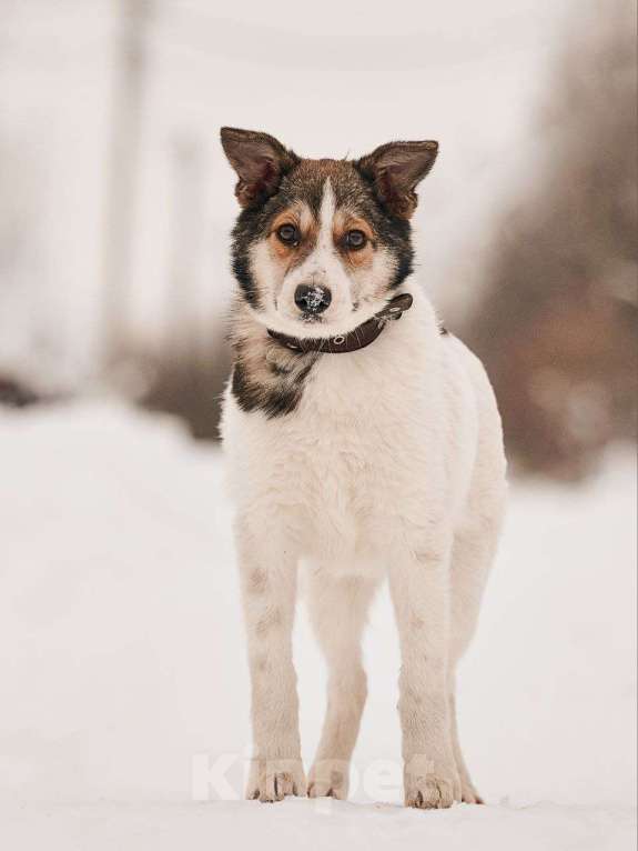 Собаки в Лосином-Петровском: Мелани якутенок Девочка, Бесплатно - фото 4