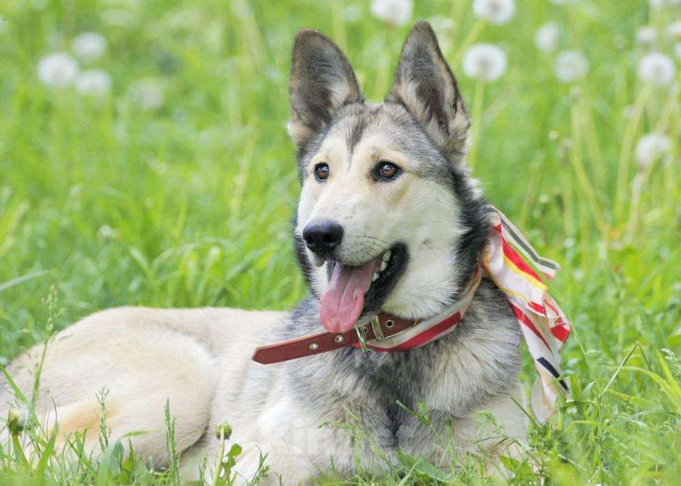 Собаки в Москве: Очень добрая и ласковая молодая собачка Лана ищет дом Девочка, 1 руб. - фото 4