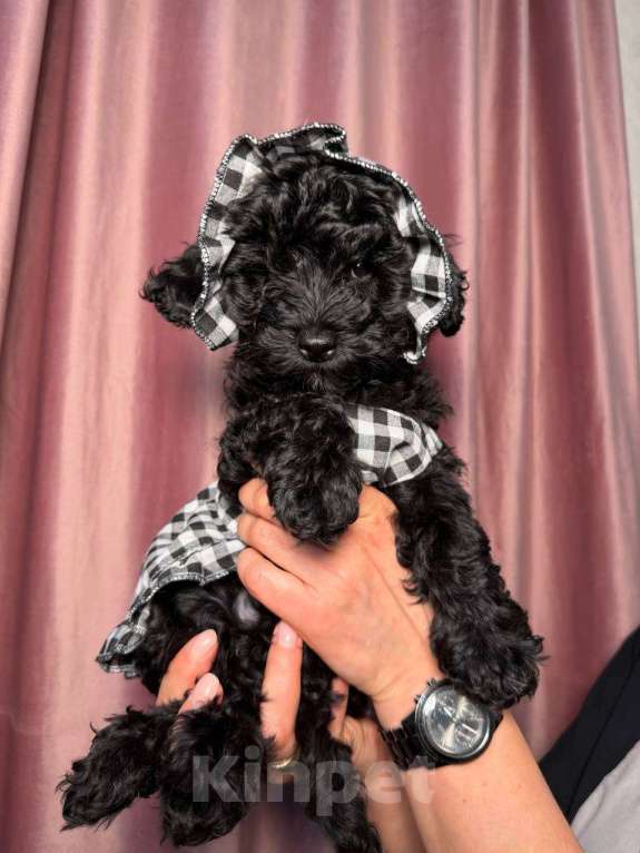 Собаки в Красногорске: Мальтипу девочка Девочка, 60 000 руб. - фото 5