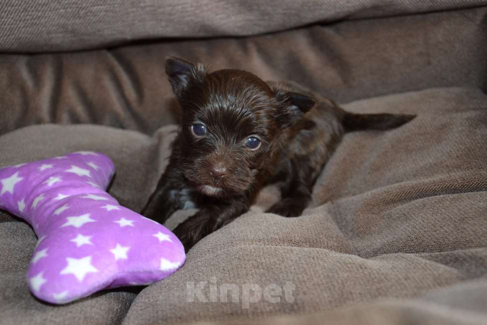 Собаки в Москве: Щенок-мальчик цветного йорка шоколадный Мальчик, 35 000 руб. - фото 3