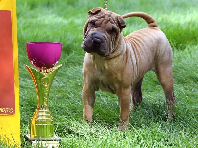 Собаки в Москве: Щенки шарпея из рук Заслуженного Заводчика РКФ Девочка, Бесплатно - фото 8