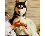 Собаки в Долгопрудном: Щенок Хаски ( девочка )  Девочка, 10 000 руб. - фото 6