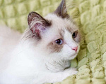Кошки в Москве: Котёнок Пиксель - голубоглазый красавец в добрые руки  Мальчик, Бесплатно - фото 3
