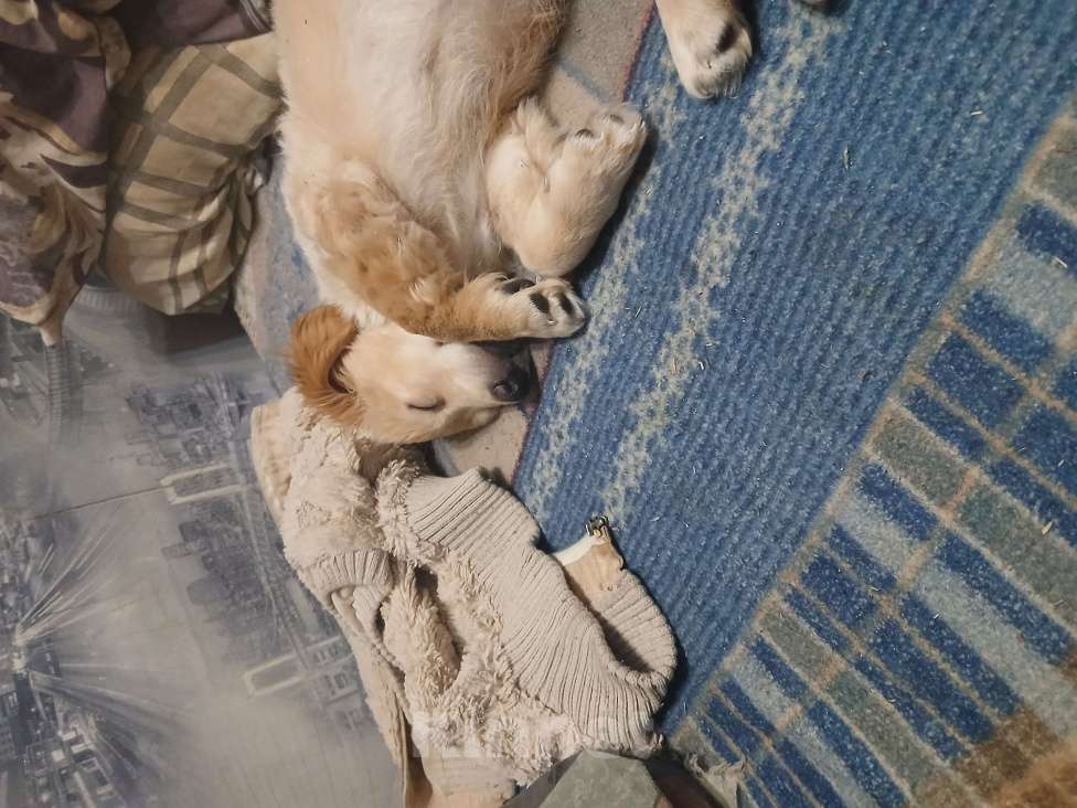 Собаки в Симферополе: Отдам щенка девочку в добрые руки Девочка, Бесплатно - фото 6