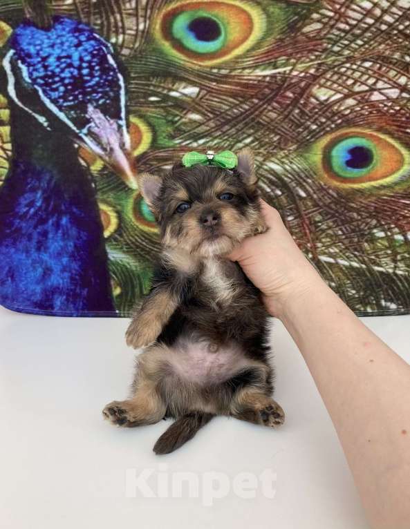 Собаки в Москве: Мраморный йорк крупный мальчик голубоглазый Мальчик, 60 000 руб. - фото 8