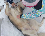 Собаки в Серпухове: Метис Лайки очень красивая Найдочка Девочка, 10 руб. - фото 5