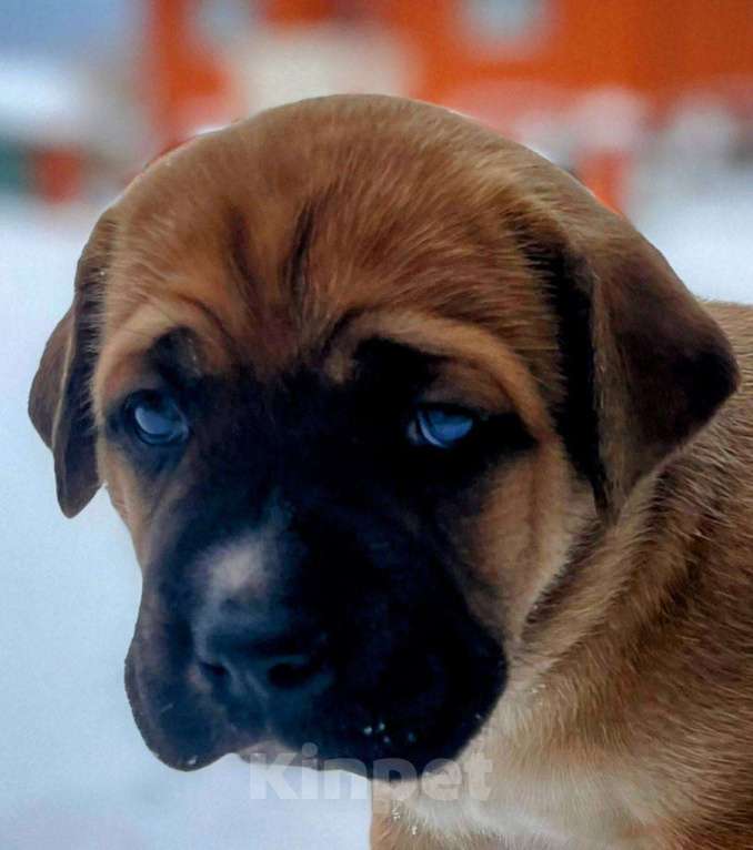 Собаки в Москве: Щенки Мальчик, Бесплатно - фото 1