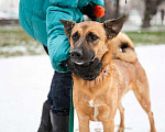 Собаки в Санкт-Петербурге: Ласковый, отзывчивый и очень милый пёс Мальчик, Бесплатно - фото 1