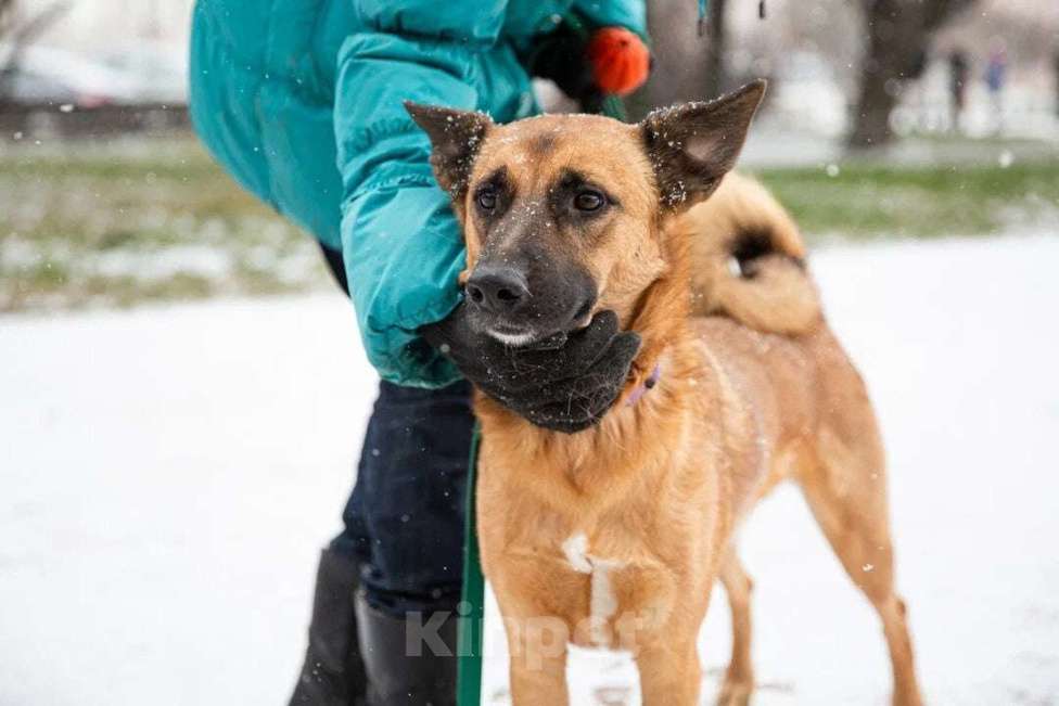 Собаки в Санкт-Петербурге: Ласковый, отзывчивый и очень милый пёс Мальчик, Бесплатно - фото 1
