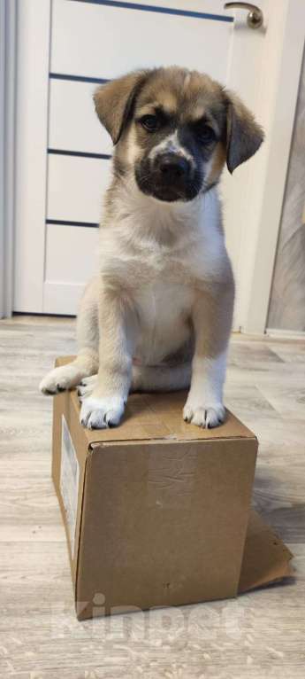 Собаки в Москве: Щенок в дар Девочка, Бесплатно - фото 7