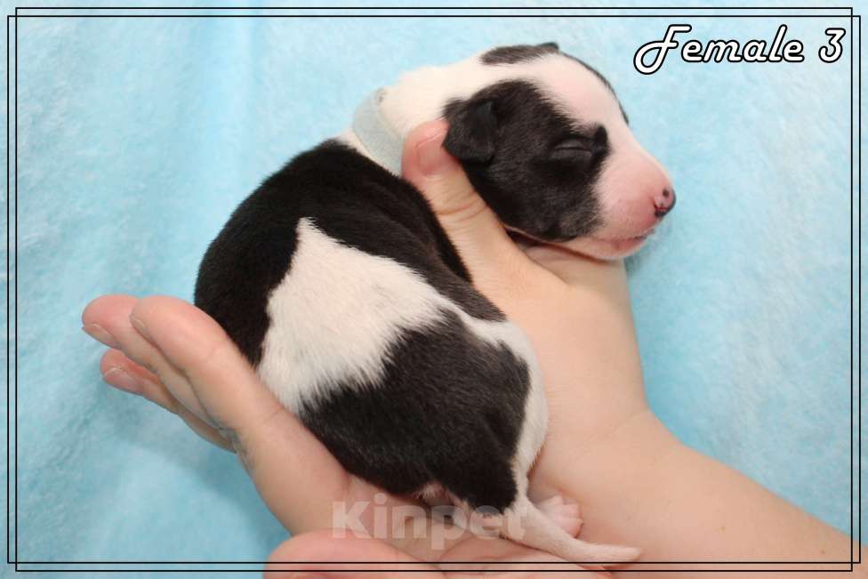 Собаки в Москве: Элегантный щенок уиппета Девочка, Бесплатно - фото 7