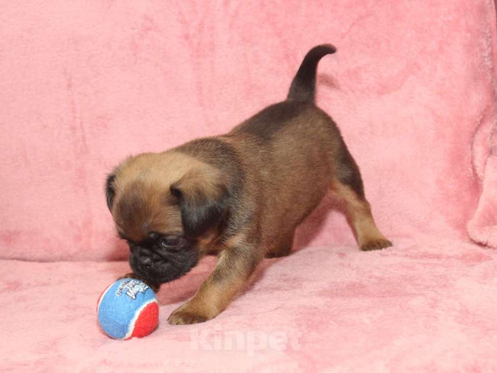 Собаки в Санкт-Петербурге: Щенок пти брабансона  Мальчик, 80 000 руб. - фото 10