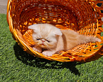 Кошки в Ростове-на-Дону: Котята короткошерстных персидских экзотов Мальчик, 25 000 руб. - фото 3