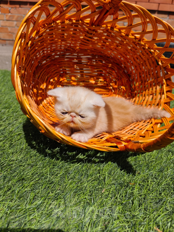 Кошки в Ростове-на-Дону: Котята короткошерстных персидских экзотов Мальчик, 25 000 руб. - фото 3
