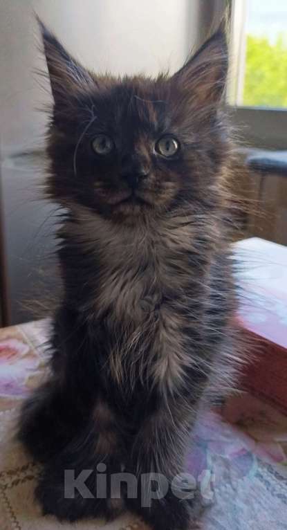 Кошки в Санкт-Петербурге: Мальчик черный дым Мальчик, 80 000 руб. - фото 1