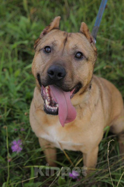 Собаки в Москве: Грей ищет семью, 3.5 года,Привит, Кастрирован  Мальчик, Бесплатно - фото 7