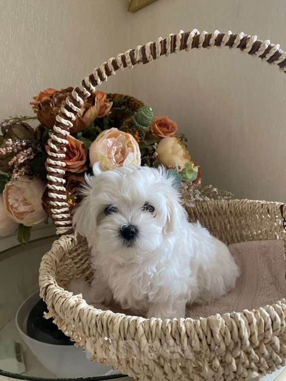 Собаки в Ставрополе: Продается(мальчик) Мальтийской болонки Мальчик, Бесплатно - фото 4