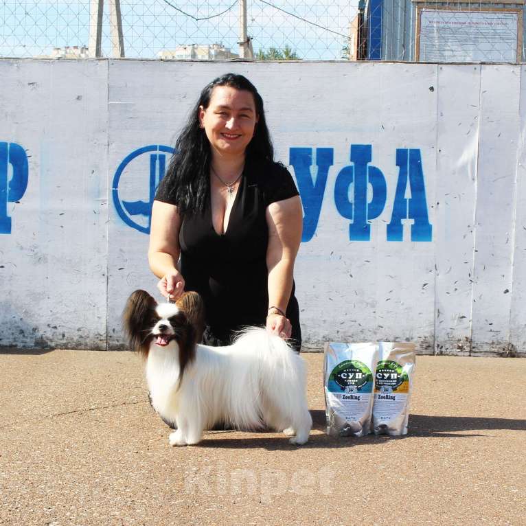 Собаки в Уфе: Папийон кобель для вязки Мальчик, 15 000 руб. - фото 5