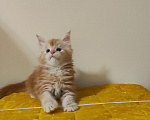 Кошки в Санкт-Петербурге: Котенок мейн куны из питомника 🍀 Девочка, 85 000 руб. - фото 1