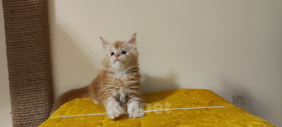 Кошки в Санкт-Петербурге: Котенок мейн куны из питомника 🍀 Девочка, 85 000 руб. - фото 1