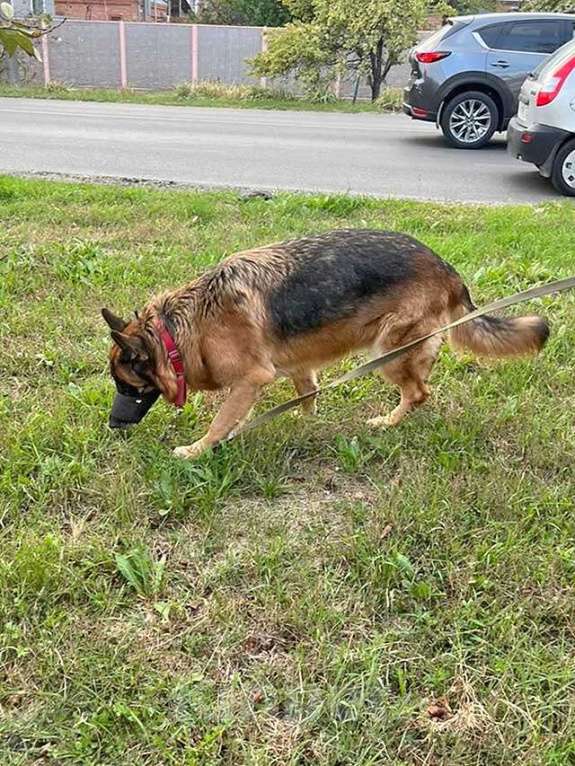 Собаки в Краснодаре: Ищет дом кобель немецкой овчарки по кличке Оскар Мальчик, 10 руб. - фото 2