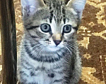Кошки в Пензе: Шикарные котята дворянской породы. Мальчик, Бесплатно - фото 1