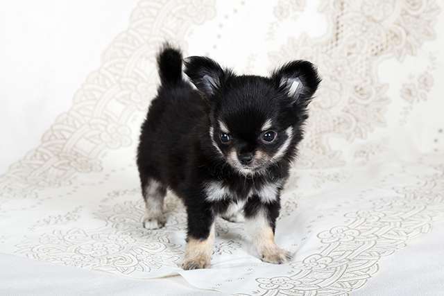 Собаки в Люберцах: Чихуахуа щенки Мальчик, Бесплатно - фото 4