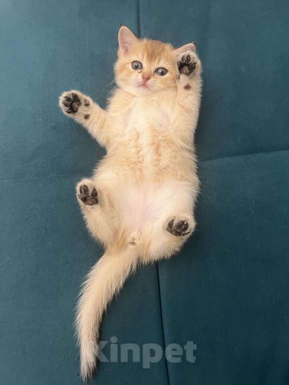 Кошки в Москве: Котята британской золотой шиншиллы ищут свою хозяйку Девочка, 25 000 руб. - фото 8