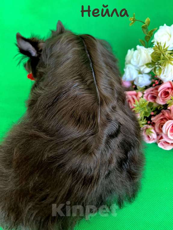 Собаки в Санкт-Петербурге: Девочка в разведение шоколадный йорк Девочка, 70 000 руб. - фото 3