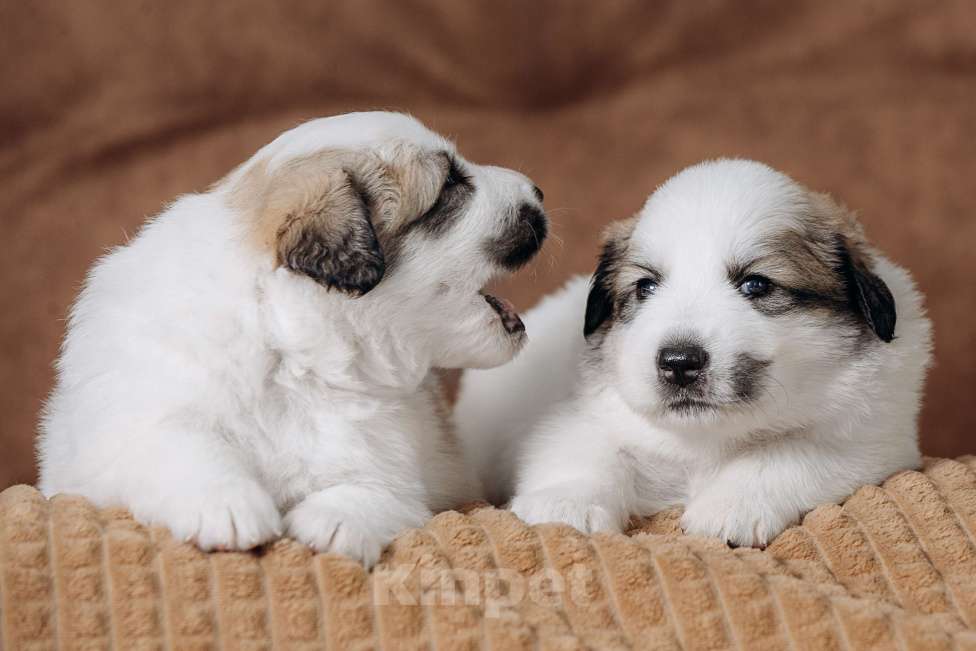 Собаки в Тюмени: Щенки. Пиренейская Горная Собака Разнополые, Бесплатно - фото 7