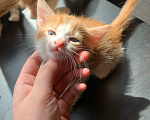 Кошки в других городах Ленинградской области: Девочка булочка с корицей в добрые руки Девочка, Бесплатно - фото 1