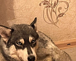 Собаки в Москве: Отдам девочку Хаски в добрые руки Девочка, Бесплатно - фото 1