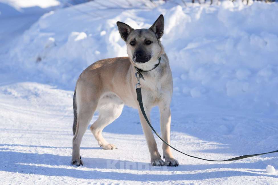 Собаки в Москве: Кобель 1,5 года Мэни в добрые руки  Мальчик, Бесплатно - фото 2