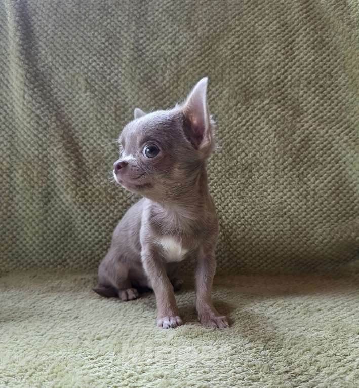 Собаки в других городах Московской области: Арамис Мальчик, 50 000 руб. - фото 3